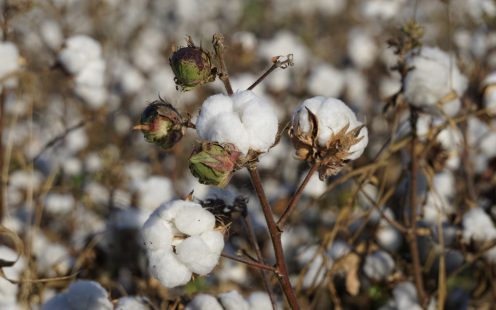 Flowers and cotton balls in cotton field, Adana, Turkey