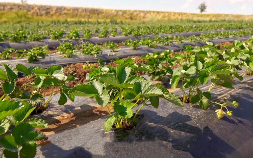 Pipelife-flat-drip-field-strawberry2-Russia