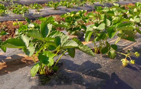 Pipelife-flat-drip-field-strawberry2-Russia