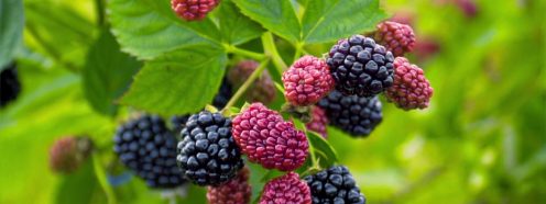 Pipelife-flat-drip-line-blackberries-Russia