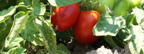 Pipelife-flat-drip-field-tomatoes