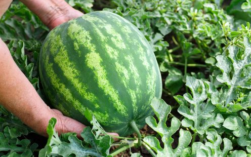 Hands of woman with watermelon growing in the garden. Organic watermelon growing in the garden. Harvest. Farmer's harvest. Healthy food. Ripe watermelon in field 