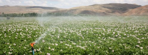 Pipelife-sprinkler-in-crops