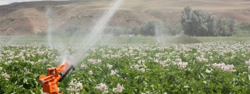 Sprinkler Irrigation on Field