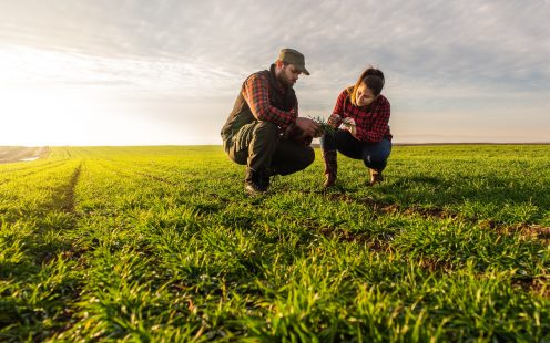 Young farmers examing  planted wheat in the fields