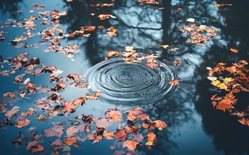Autumn leaves floating on water surface.