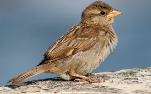 An image of a UK Sparrow bird.