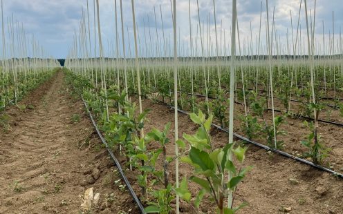 fruit nursery in Serbia