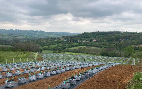 BB Crown Agro Group's blueberry field in Obrenovac, Serbia | Pipelife