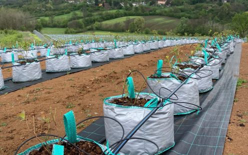 A row of blueberry plants with a drip irrigation system installed | Pipelife