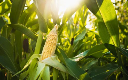 Close up of food corn on green field, sunny outdoor background