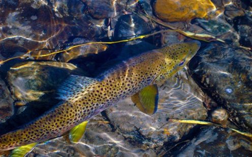 Brown Trout